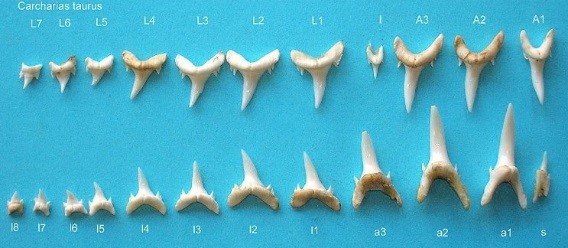 Weird Facts Sand Tiger Shark Teeth