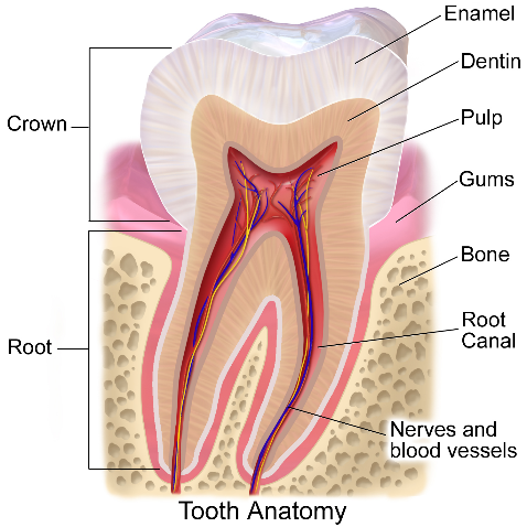 Weird Facts Tooth Diagram